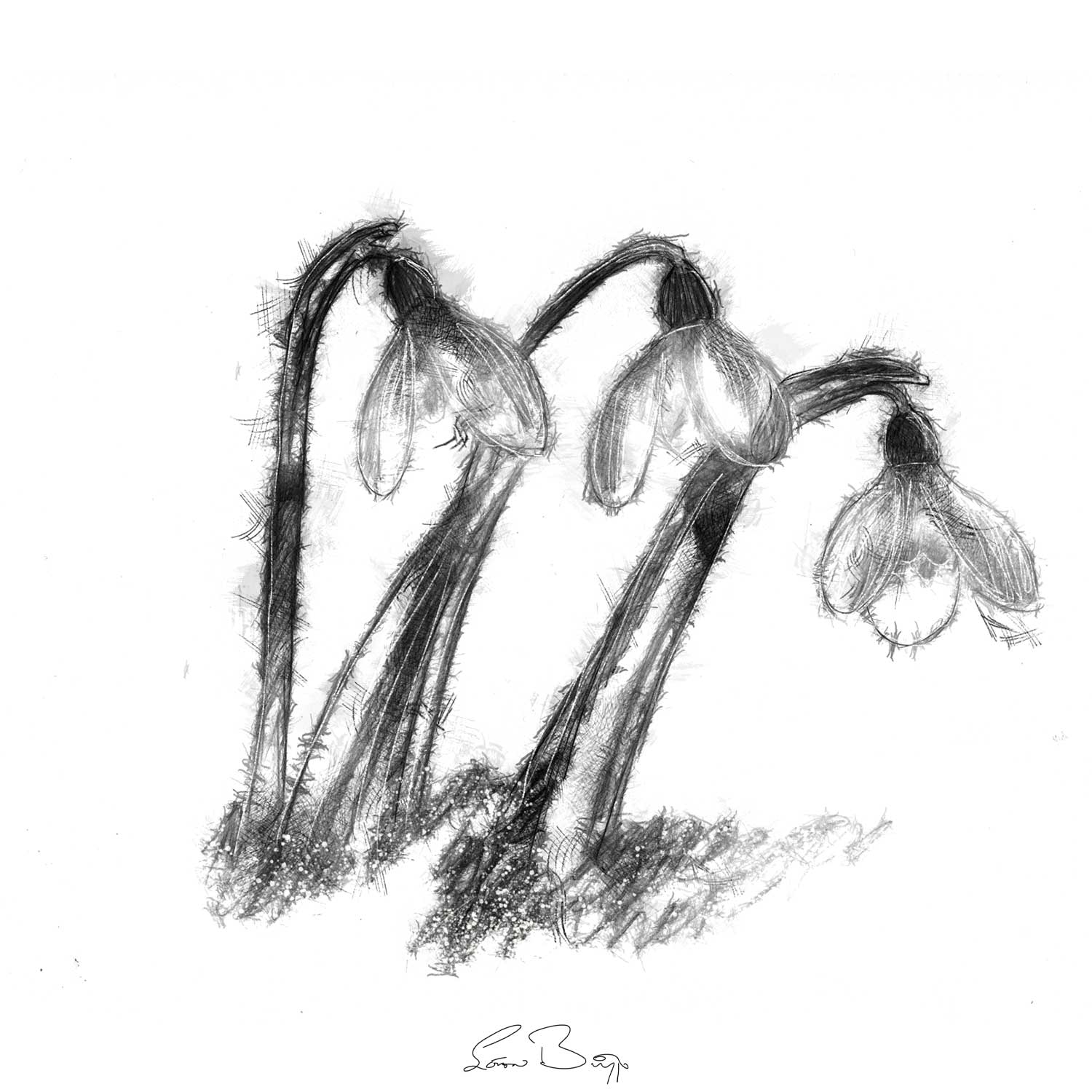 Snowdrops