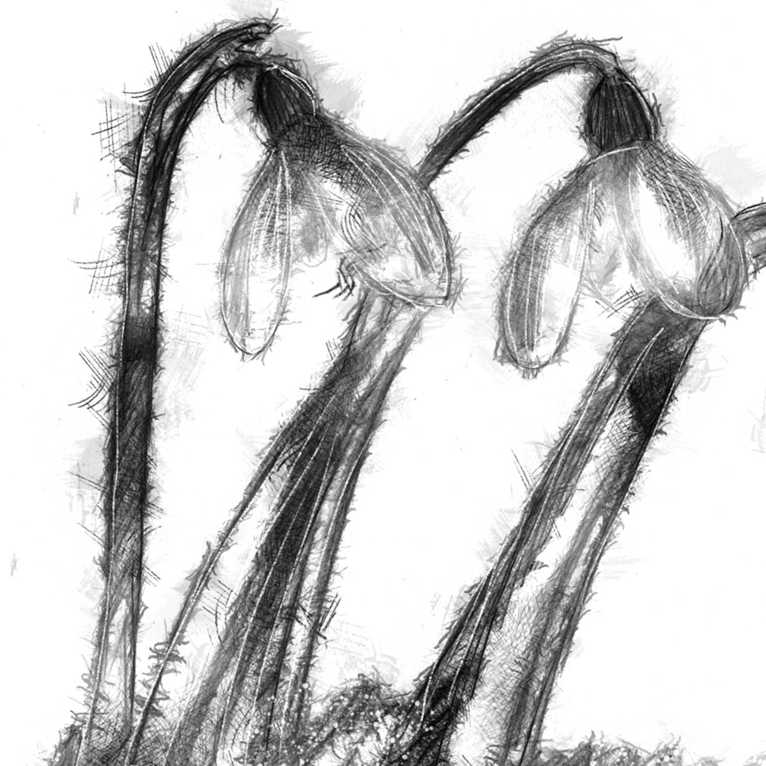 Snowdrops