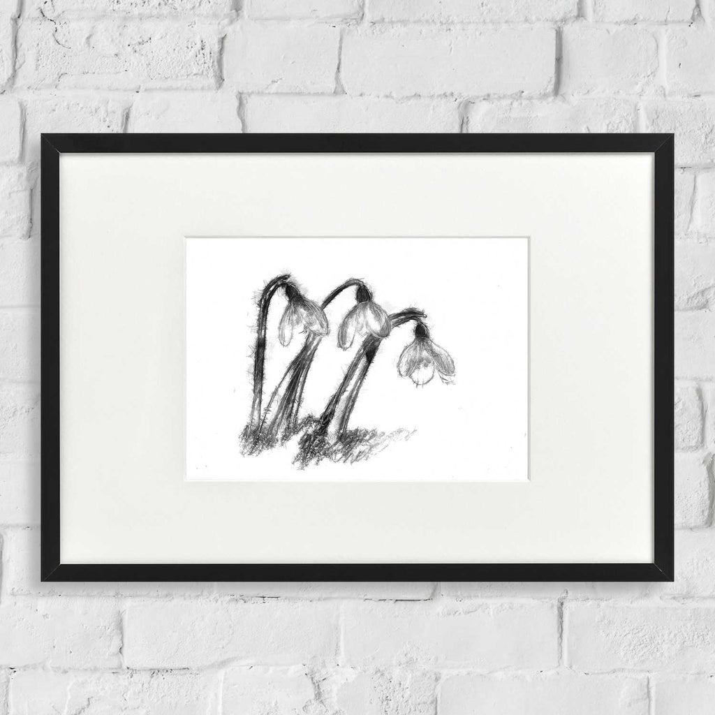 Snowdrops