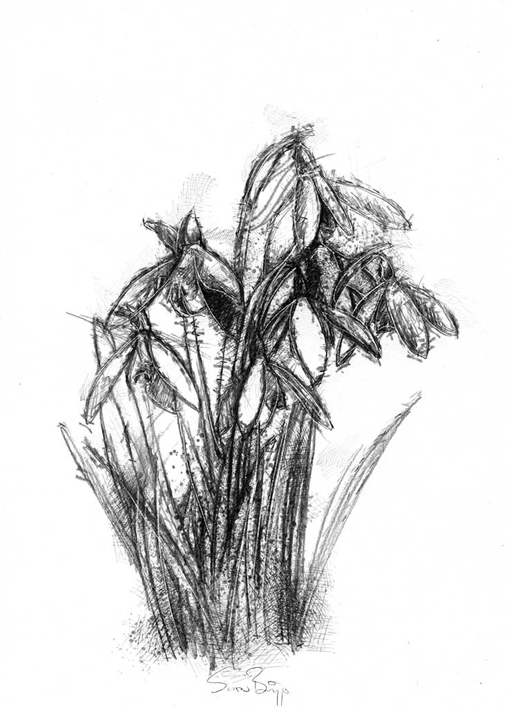 Snowdrops