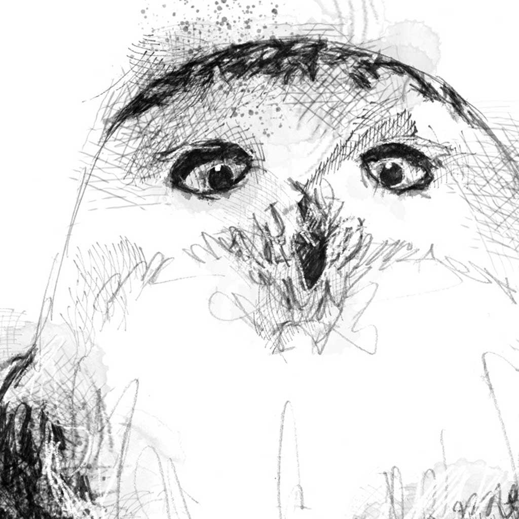 Snowy owl