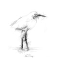 Snowy egret