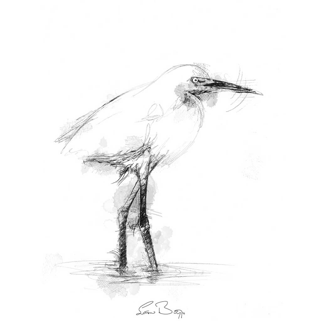 Snowy egret