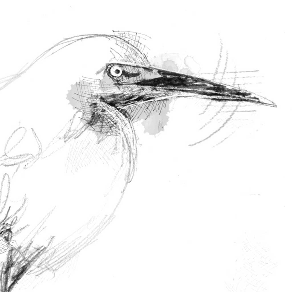 Snowy egret