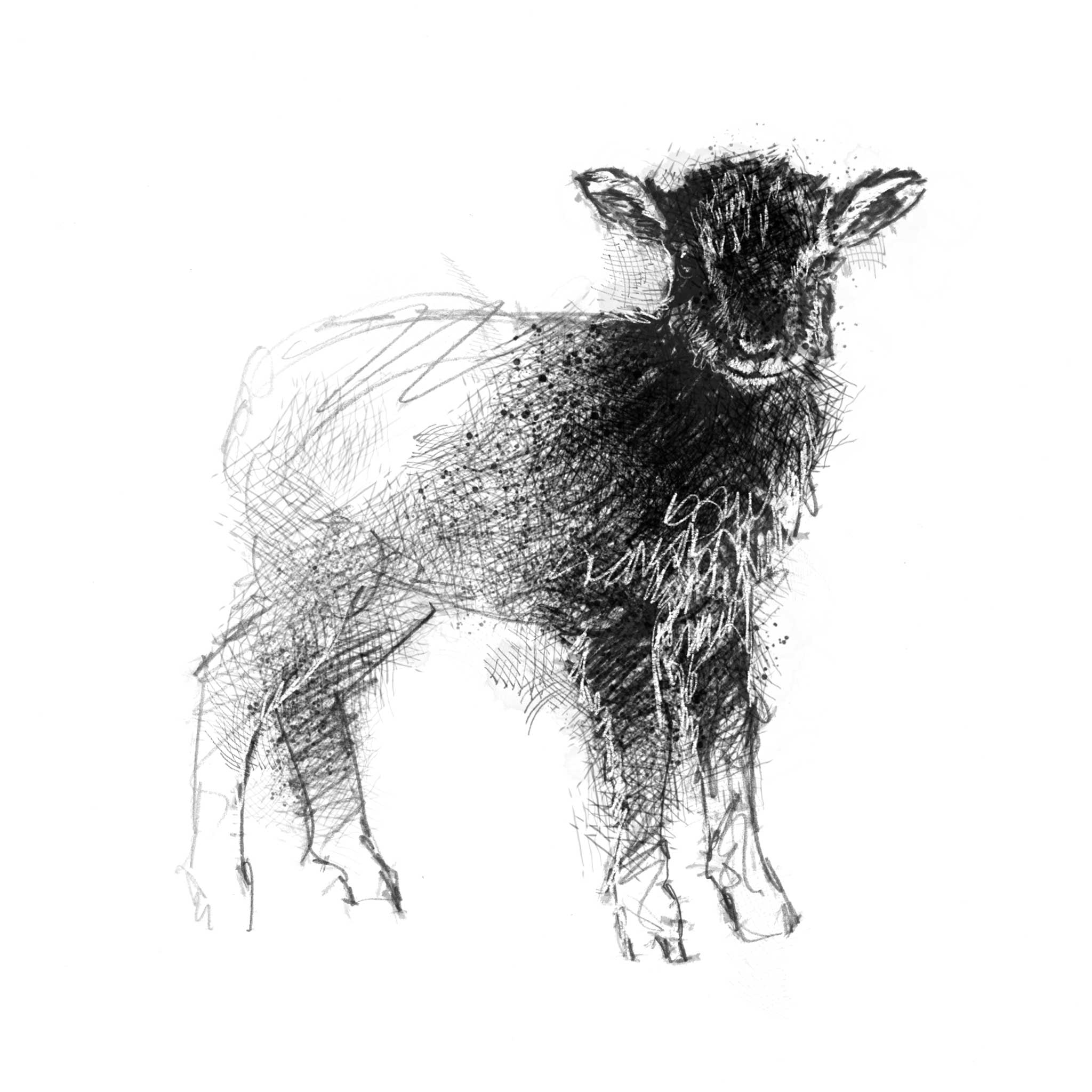 Soay Lamb - BW Sketch