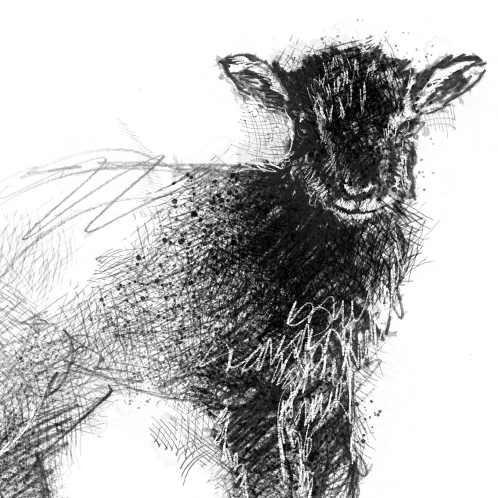 Soay Lamb - BW Sketch