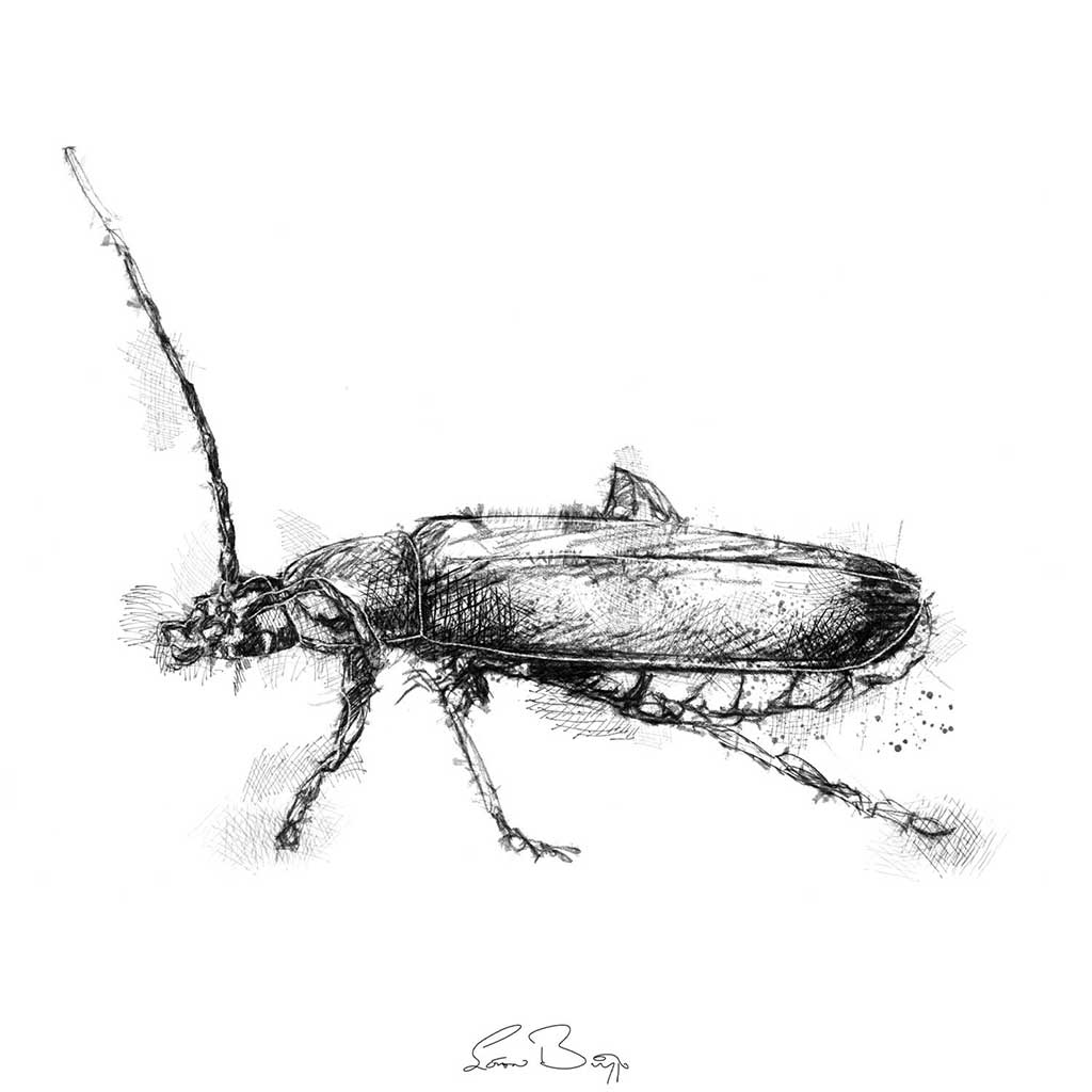 Soldier beetle