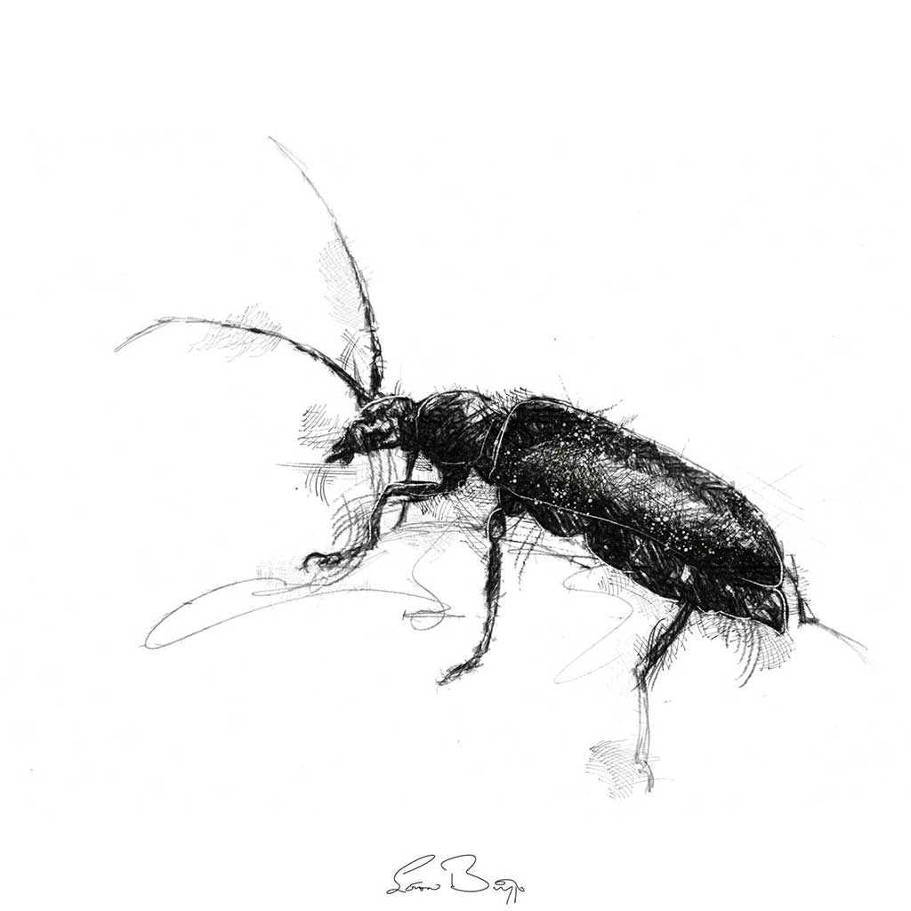 Soldier beetle