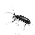 Soldier beetle