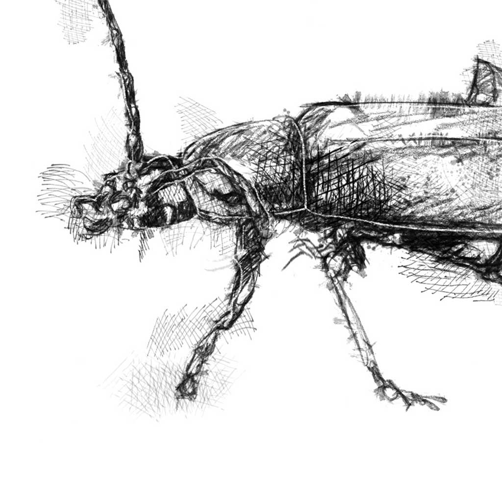 Soldier beetle