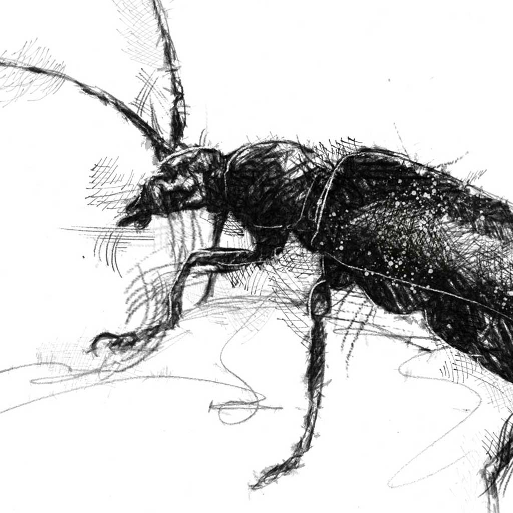 Soldier beetle