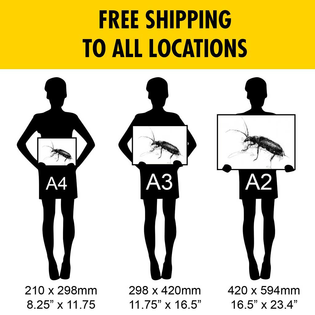 Soldier beetle