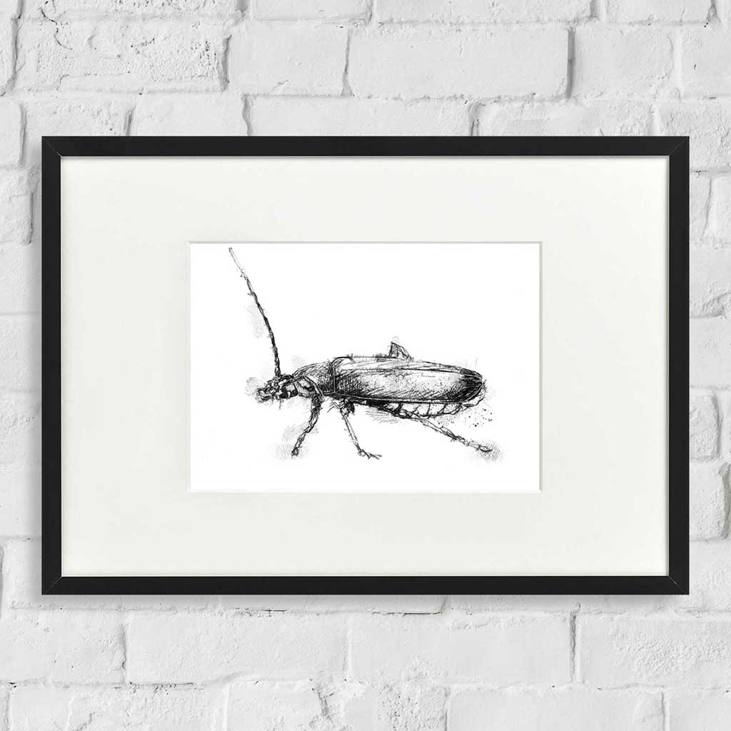 Soldier beetle
