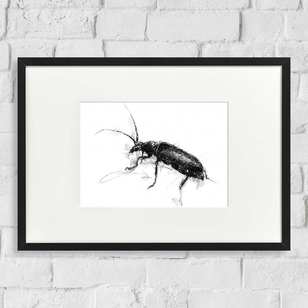 Soldier beetle