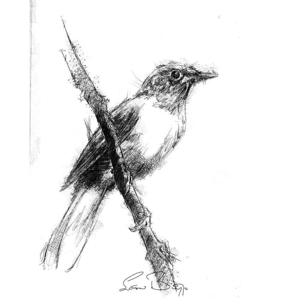 Song thrush