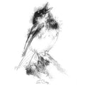 Song bird