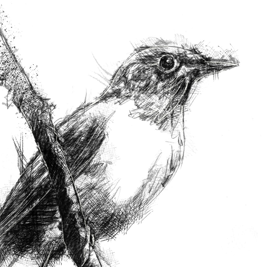 Song thrush