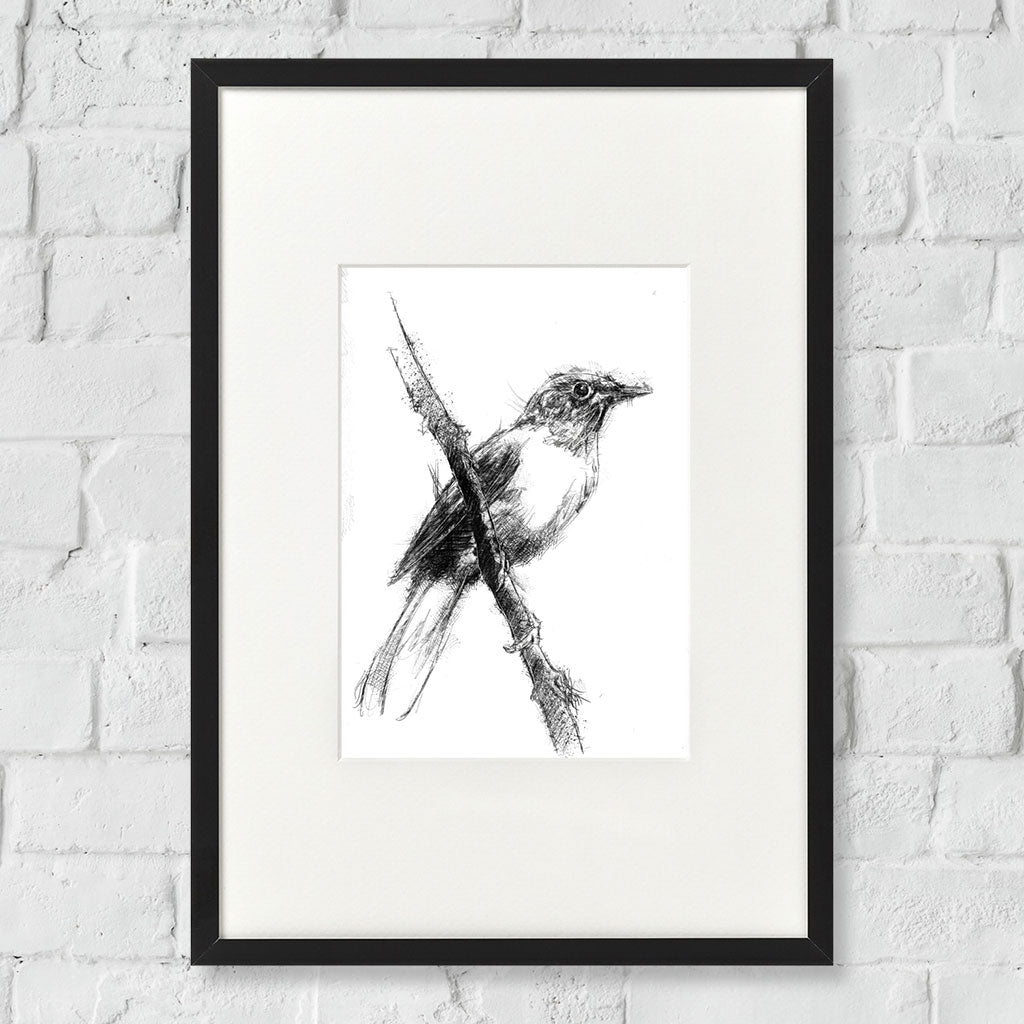 Song thrush