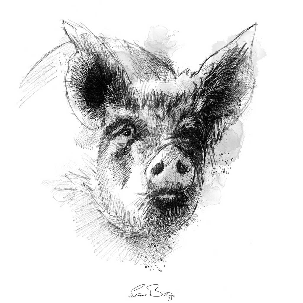 Big sow