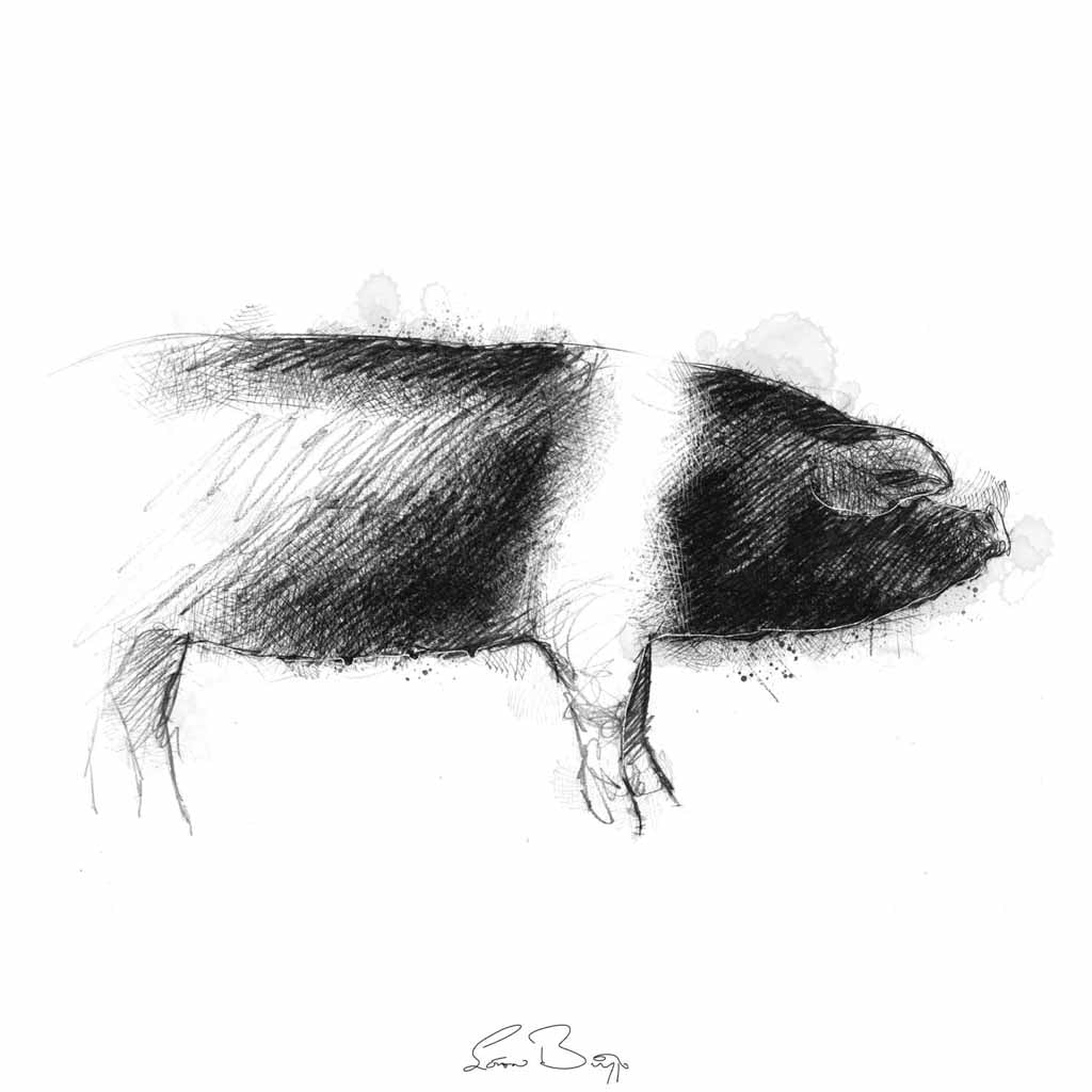 Saddleback sow