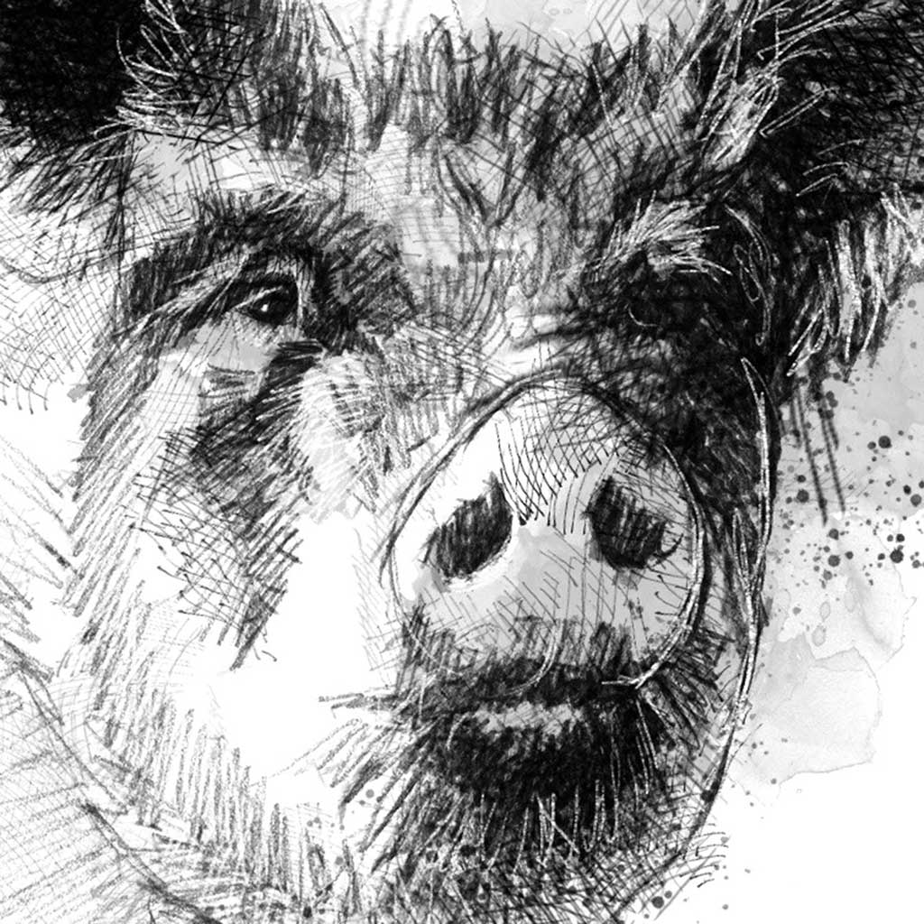 Big sow