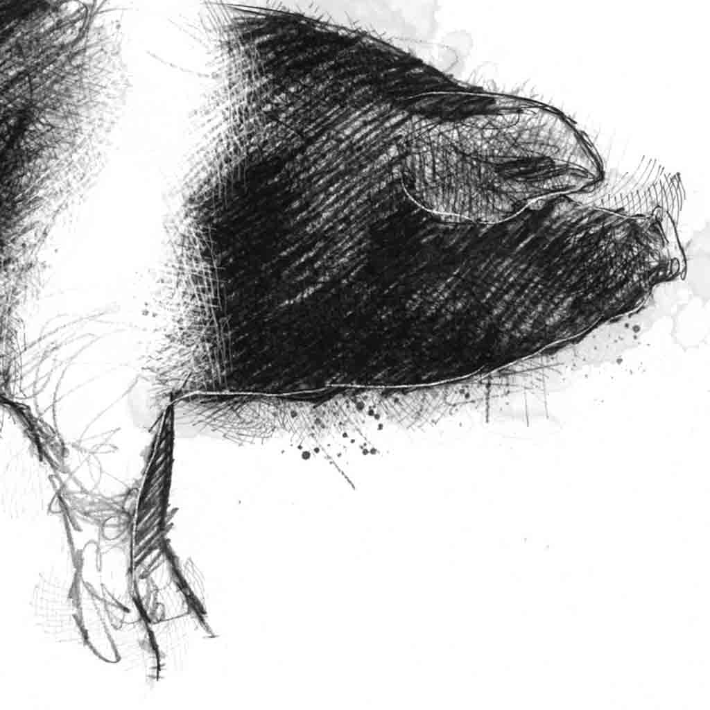 Saddleback sow