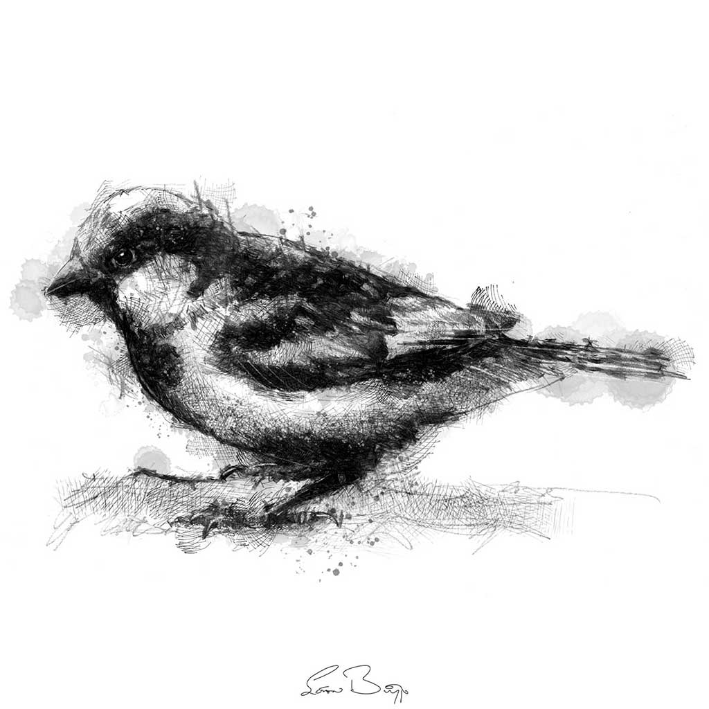 House sparrow