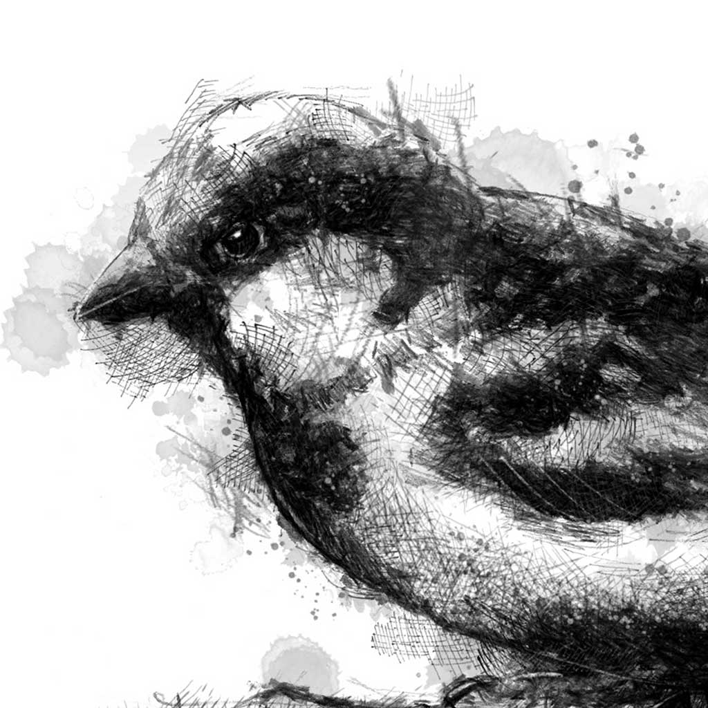 House sparrow