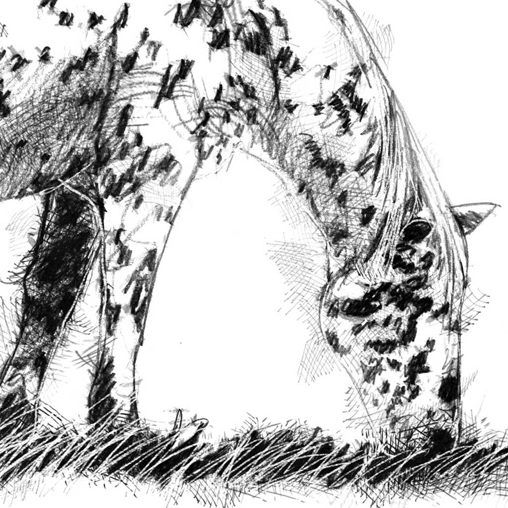 Speckled horse