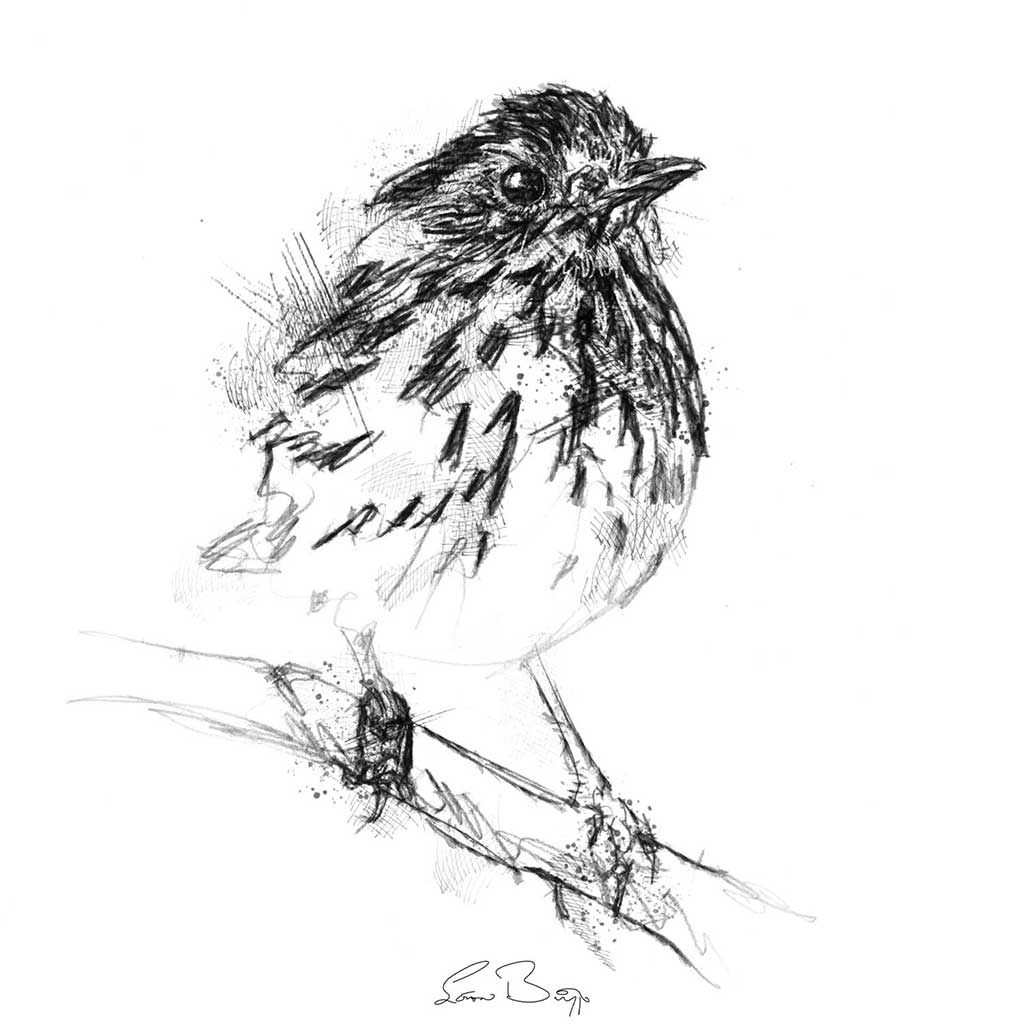 Speckled warbler