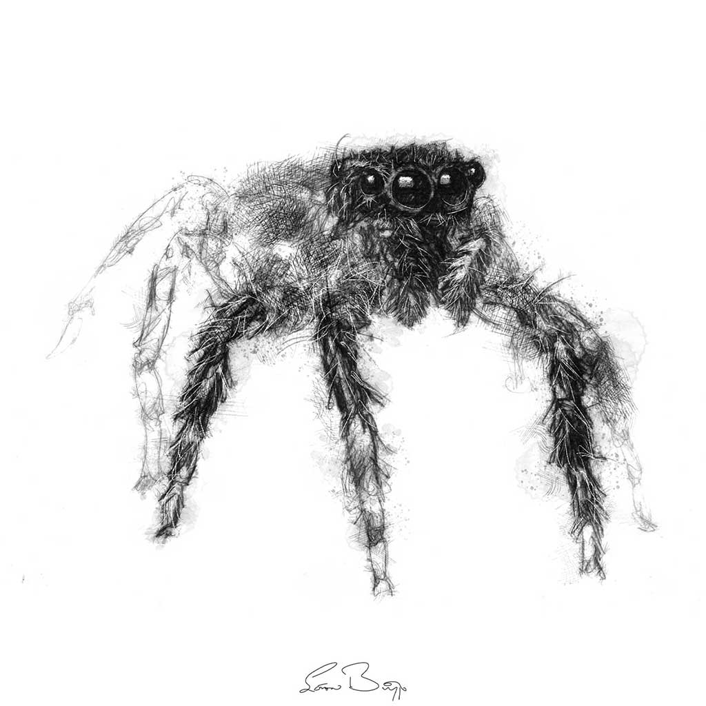 Spider