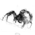 Domestic spider