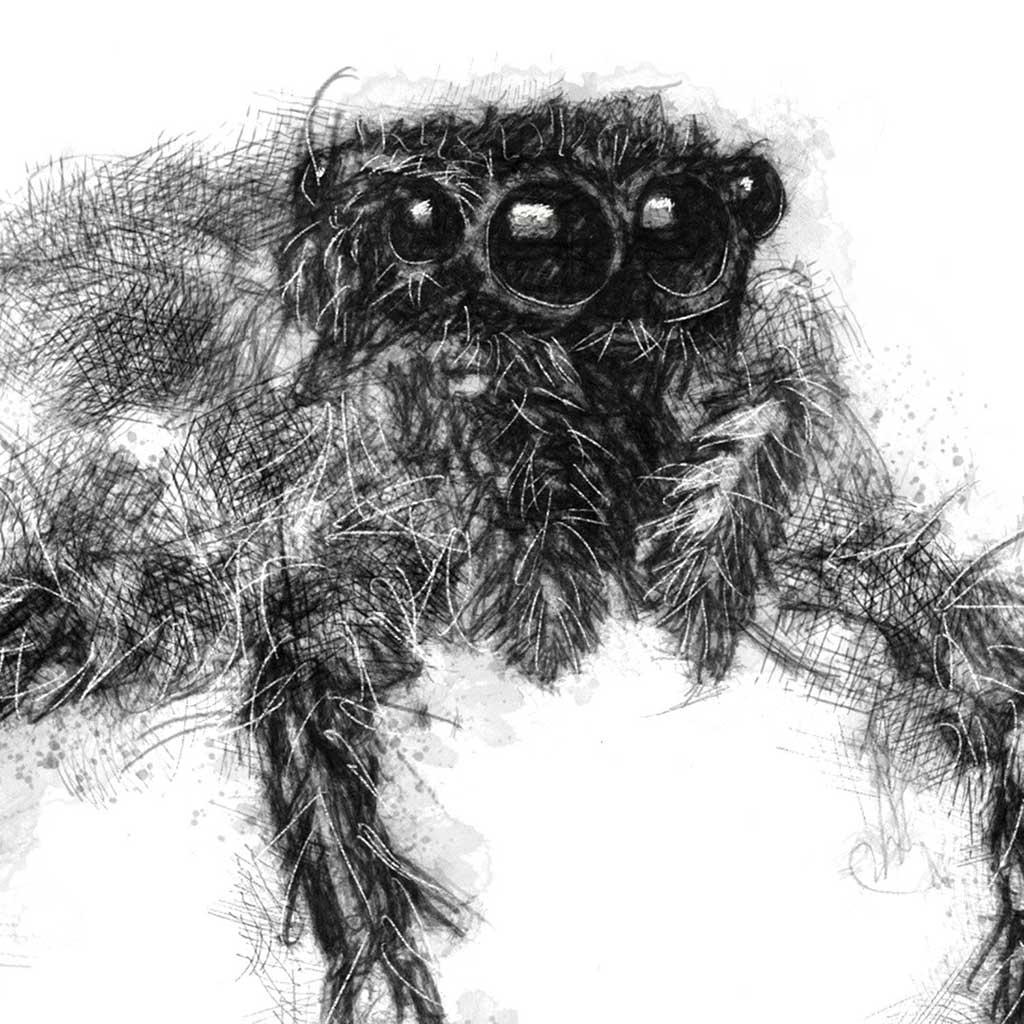 Spider