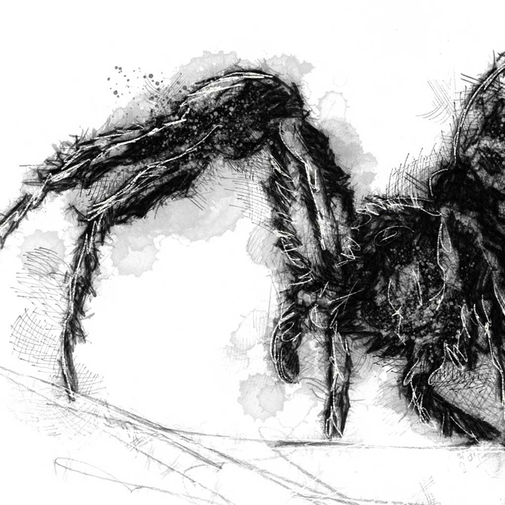 Domestic spider