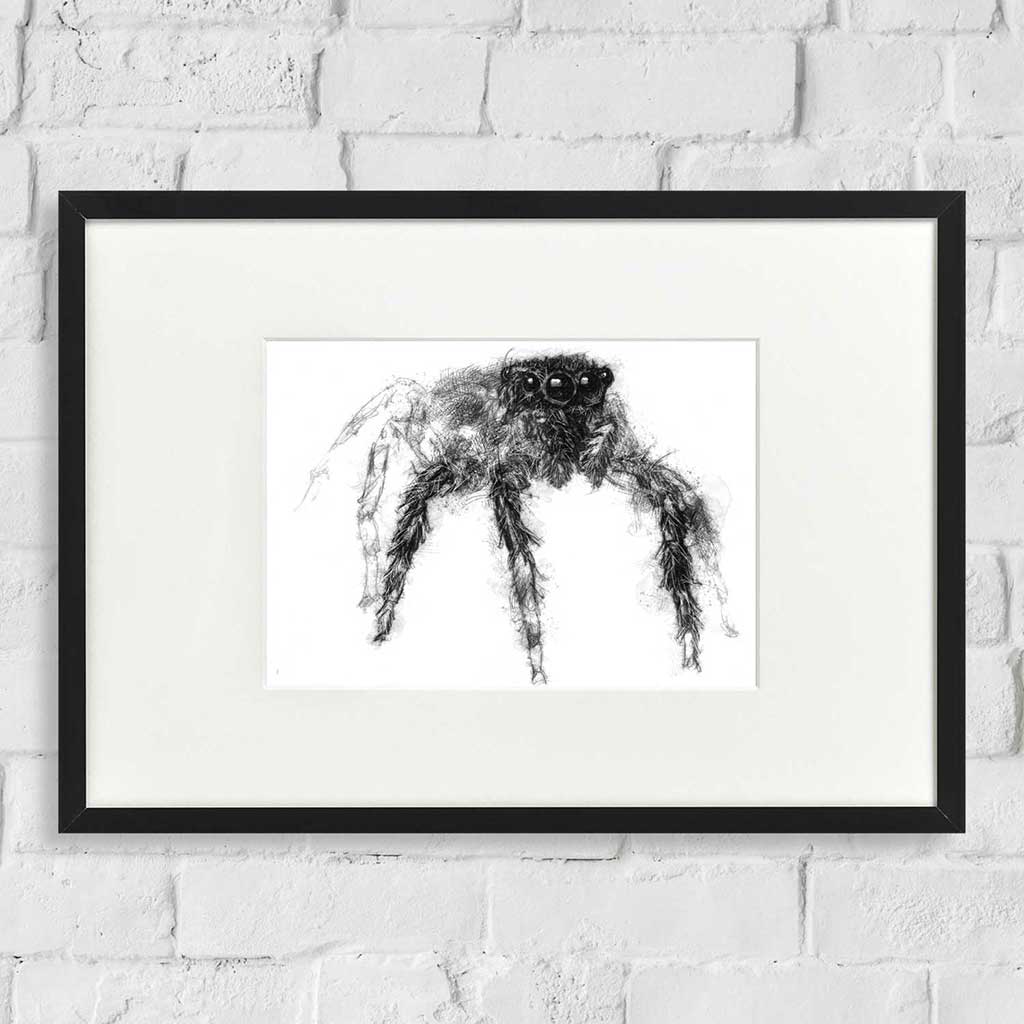 Spider