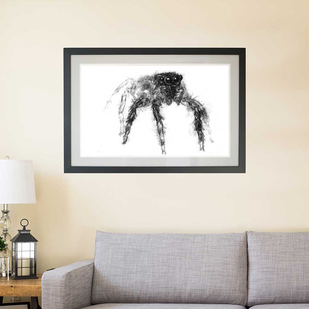 Spider