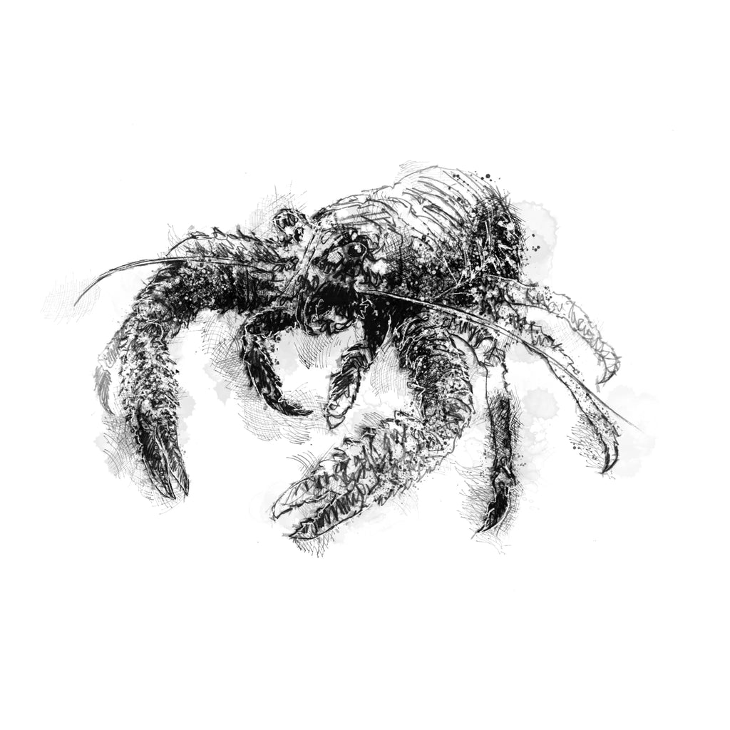 Spiny squat lobster - BW Sketch