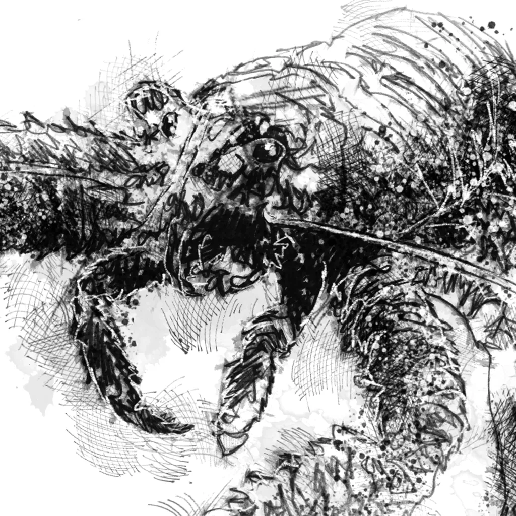 Spiny squat lobster - BW Sketch