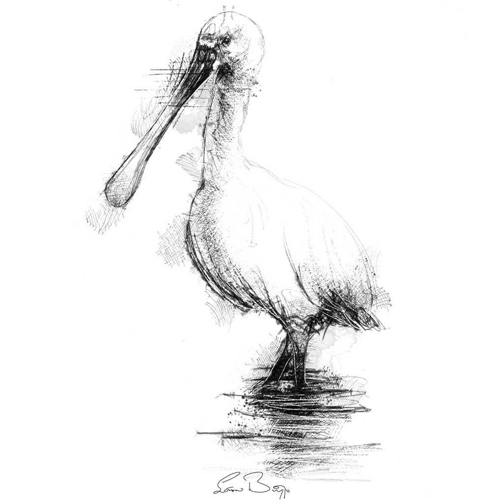 Spoonbill