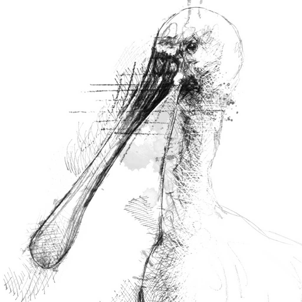 Spoonbill