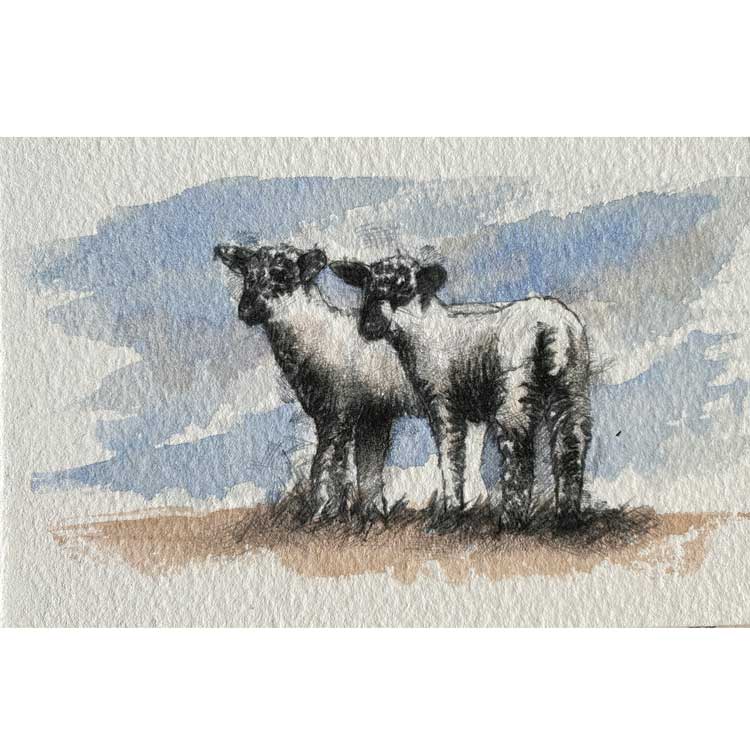 Spring lambs mini sketch