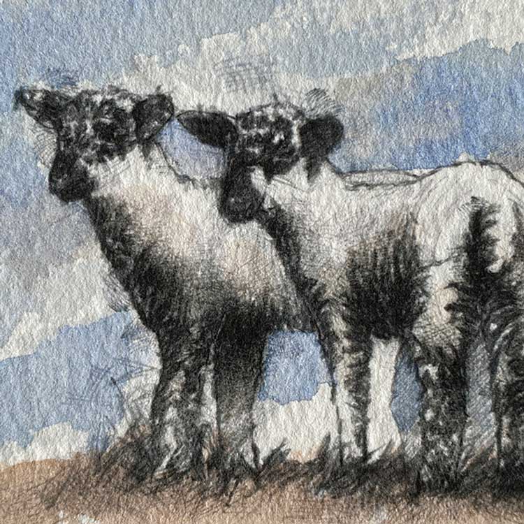 Spring lambs mini sketch