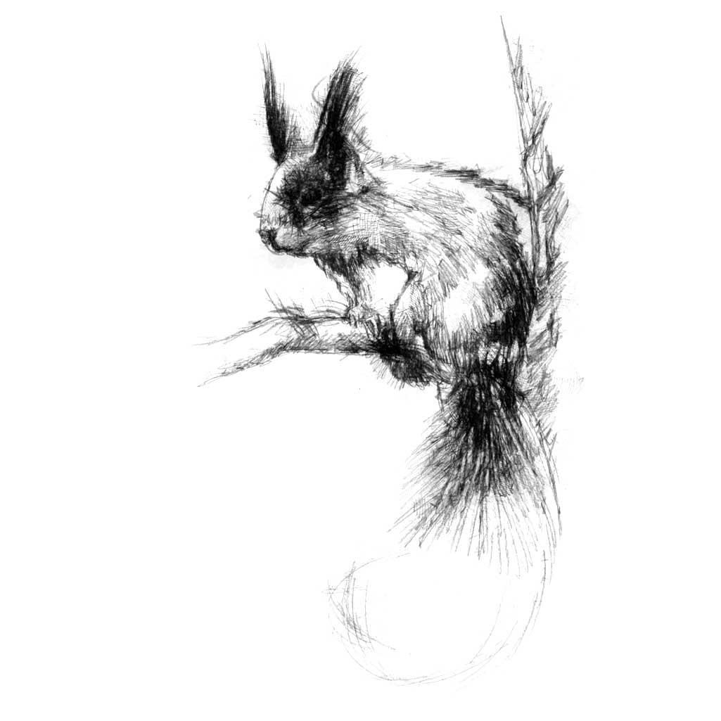 Red squirrel