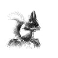 Red squirrel