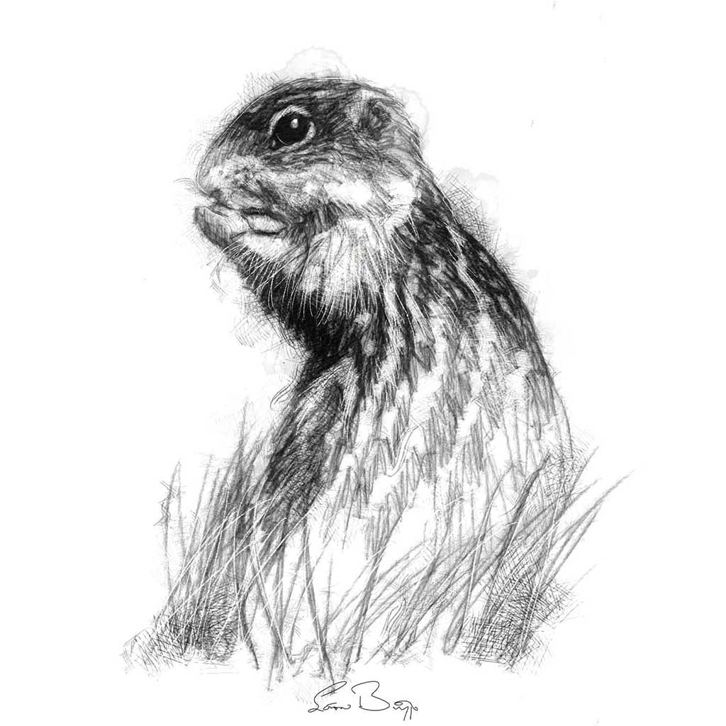 Stripped squirrel