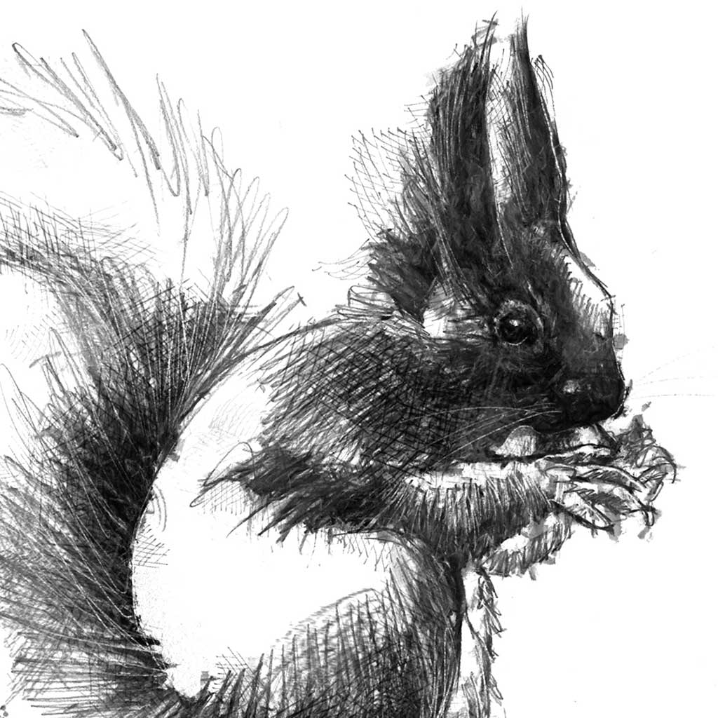 Red squirrel