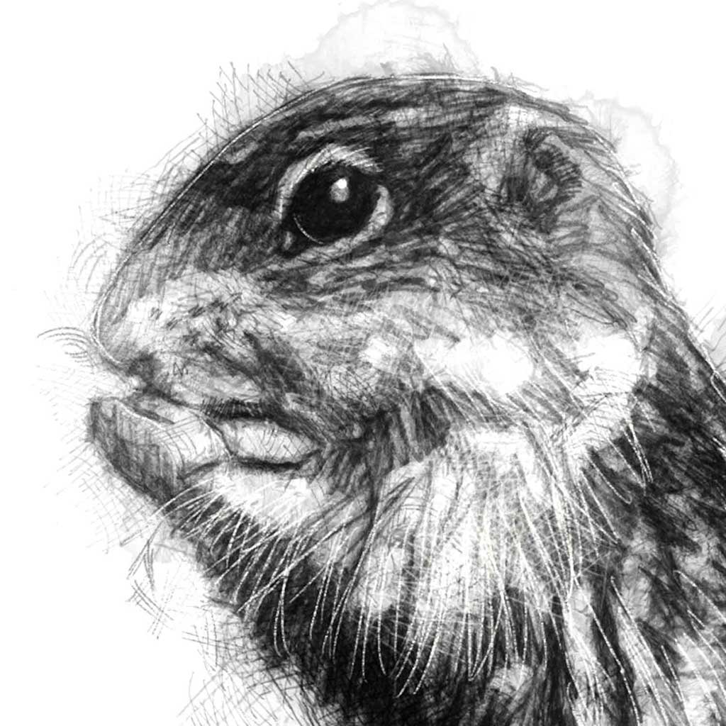 Stripped squirrel