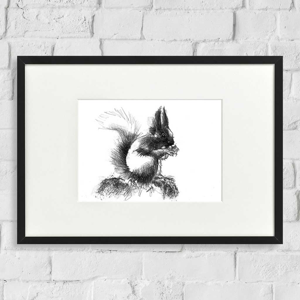 Red squirrel