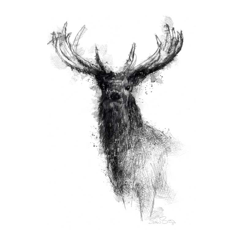 Red deer stag