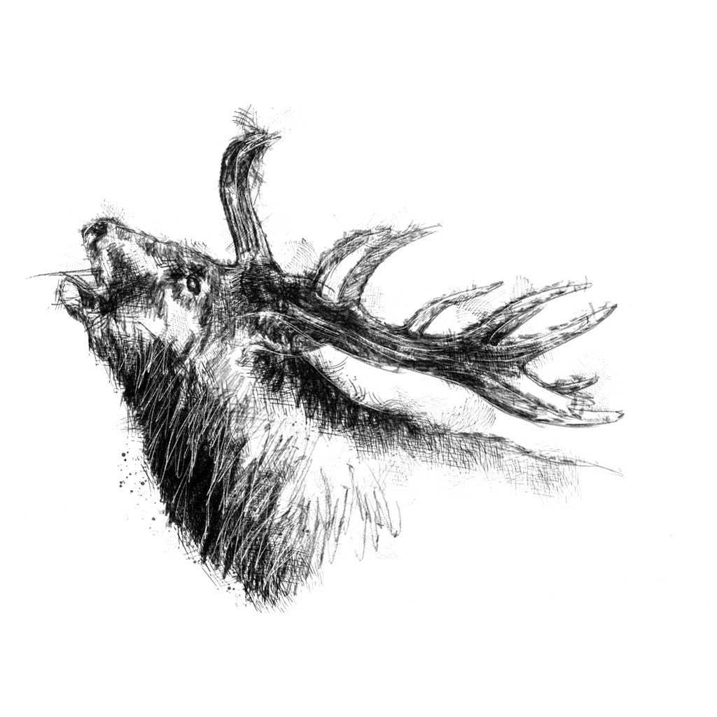 Red deer stag